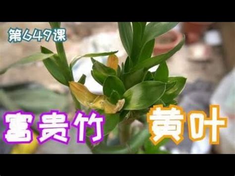 萬年青變黃怎麼辦|萬年青葉子突然變黃？應該採取什麼防治措施！